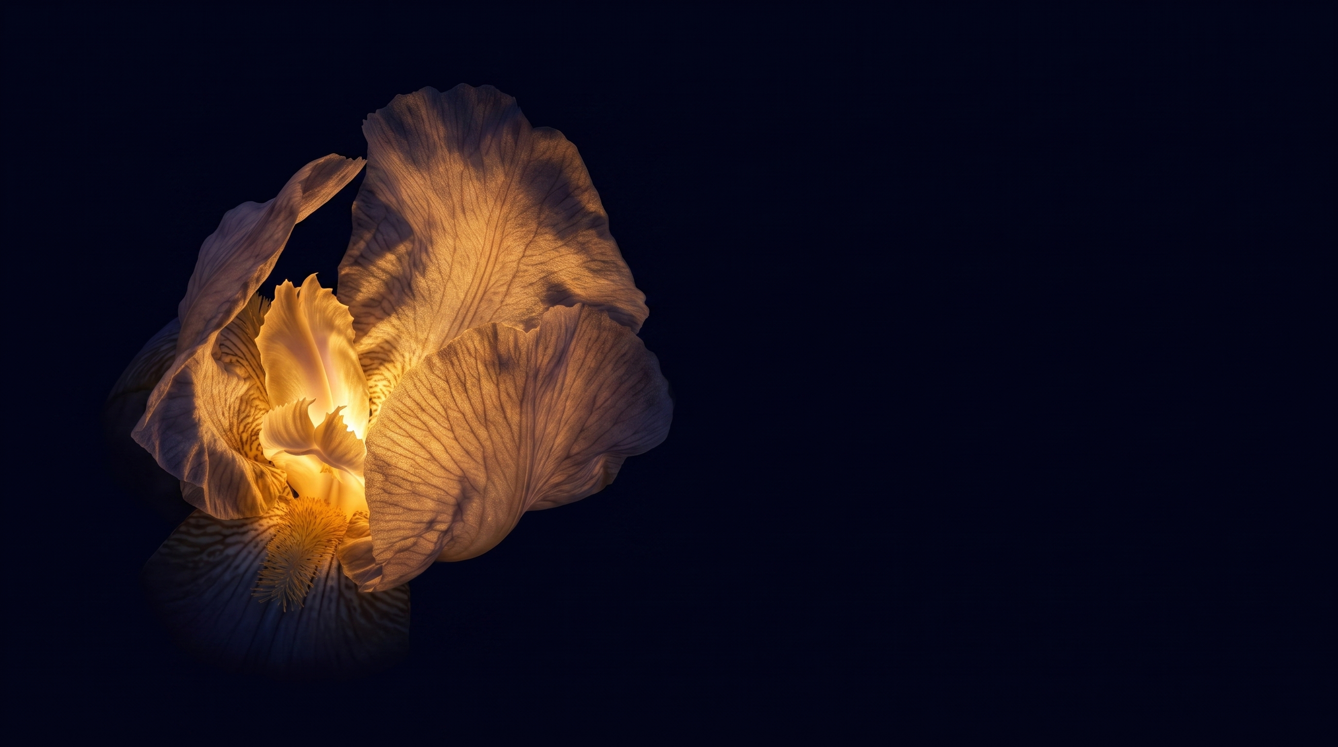 De gouden kern van een iris, alleen in het donker