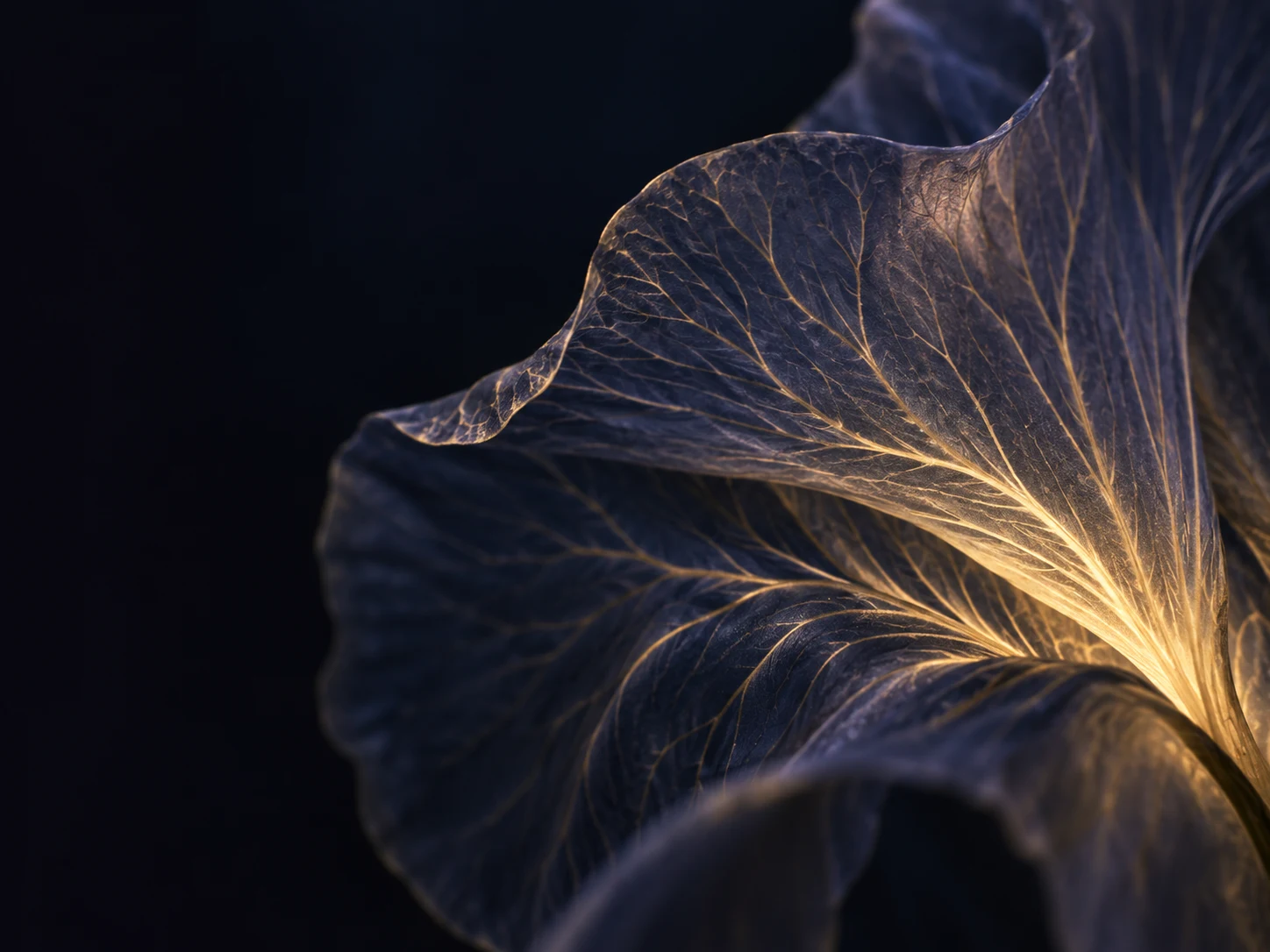 Close-up van een donker irisblad met fijne nerven die oplichten in warm goudlicht